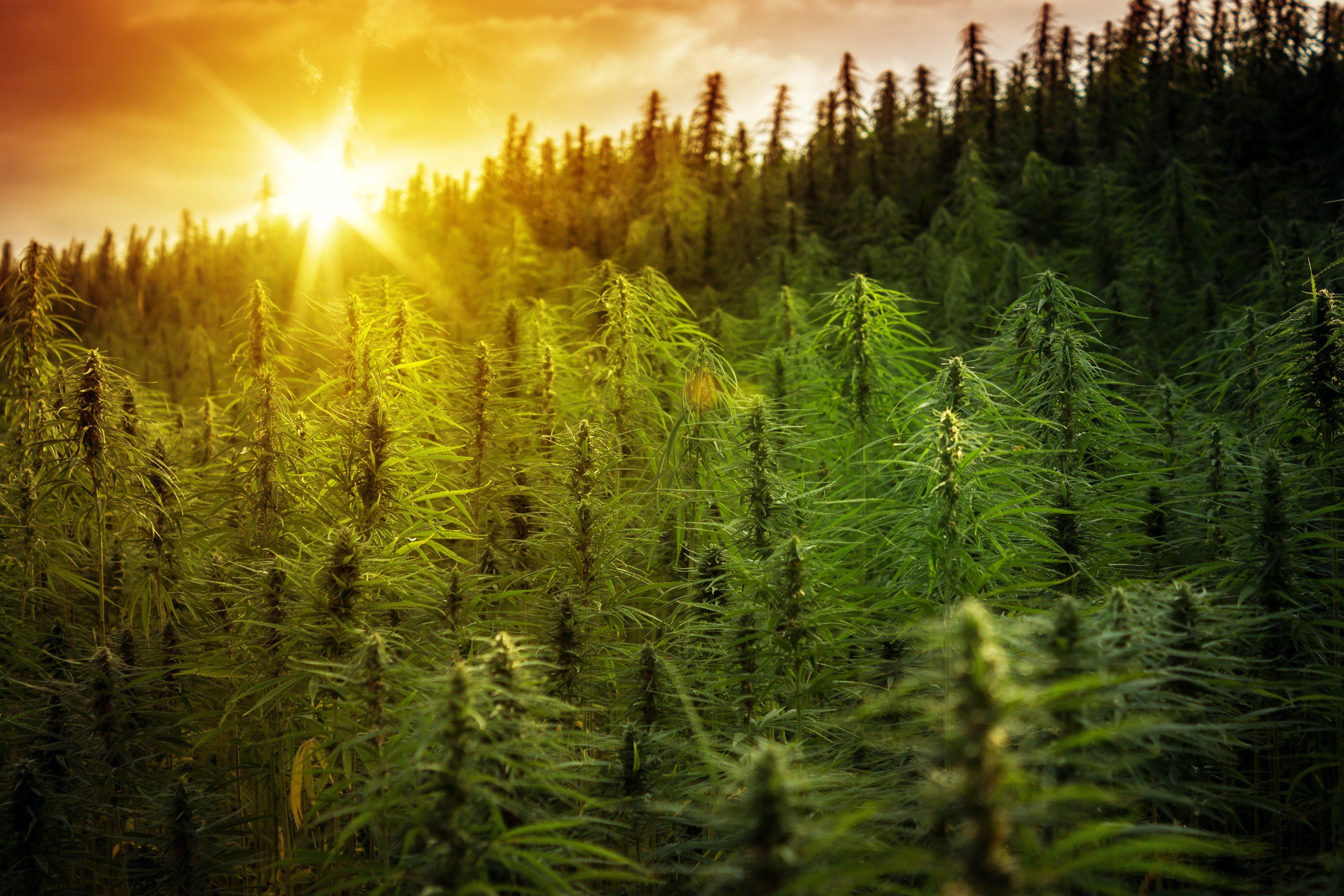 6 Amazing Products That Come From The Hemp Plant.