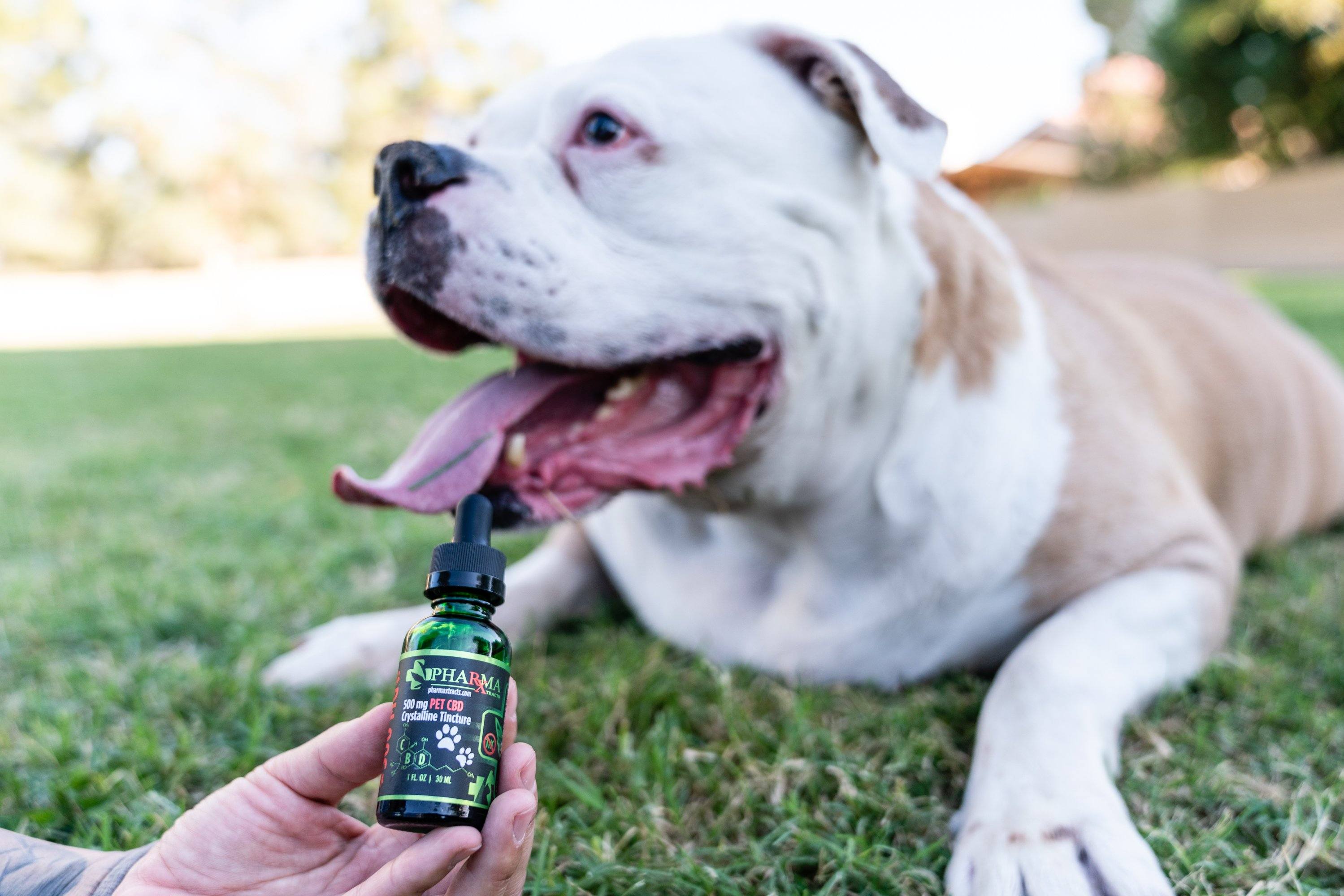 CBD for your pup
