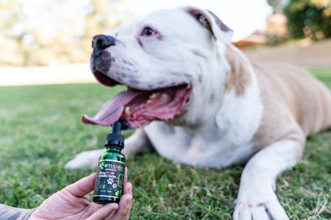 CBD for your pup